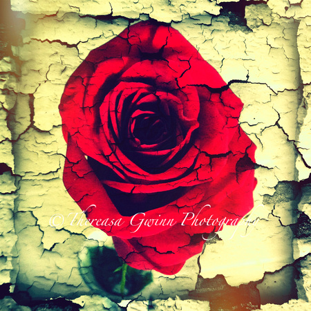 Textured Rose