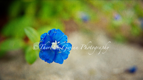 Garden Blue